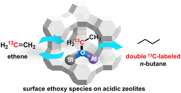 Graphical abstract: Observation of reactive intermediates in the initial stage during ethene conversion over acidic zeolites