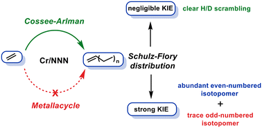 Graphical abstract: Unravelling the chain growth mechanism in Cr/NNN-catalysed ethylene oligomerization