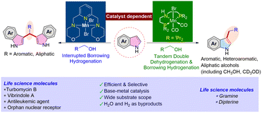 Graphical abstract: Divergence in CH alkylation of indoles under Mn catalysis