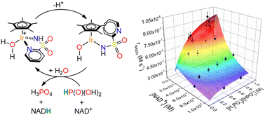 Graphical abstract: Elucidating the intimate mechanism of NAD+ hydrogenation with phosphonic acid catalysed by Cp*Ir(pyridine-2-sulfonamidate) complexes