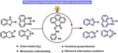 Graphical abstract: Photochemical oxidative dehydrogenation of saturated N-heterocycles by an iminoquinone