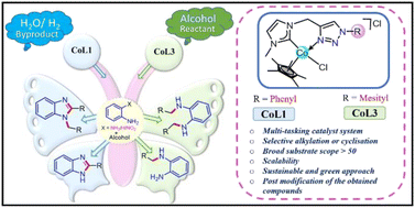 Graphical abstract: Control over borrowing hydrogen and acceptorless dehydrogenative coupling process for the Co(iii)–NHC catalysed chemoselective alkylation and cyclisation of 1,2-phenylenediamine with alcohols