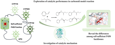 Graphical abstract: Modulating stereoselectivity and catalytic efficiency of carbenoid reactions catalysed by self-sufficient P450s