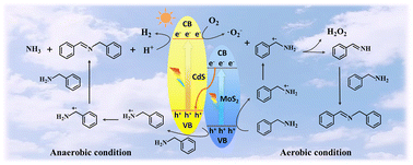 Graphical abstract: Construction of MoS2/CdS heterojunction catalysts with crystal plane modulation for photocatalytic coupling of benzylamines under aerobic and anaerobic conditions