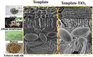 Graphical abstract: Biotemplated heterostructure materials: opportunities for the elaboration of new photocatalysts and selective-oxidation catalysts