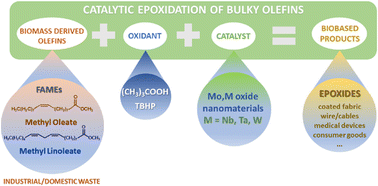 Graphical abstract: Bulky olefin epoxidation under mild conditions over Mo-based oxide catalysts