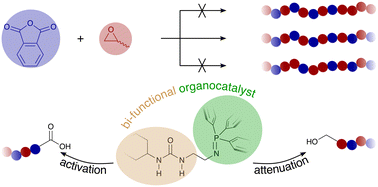 Graphical abstract: Bi-functional and mono-component organocatalysts for the ring-opening alternating co-polymerisation of anhydride and epoxide