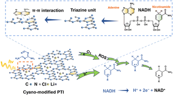 Graphical abstract: Cyano-modified poly(triazine imide) with extended π-conjugation for photocatalytic biological cofactor regeneration