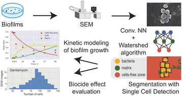 Graphical abstract: Digital biology approach for macroscale studies of biofilm growth and biocide effects with electron microscopy