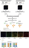 Graphical abstract: Deep representation learning determines drug mechanism of action from cell painting images