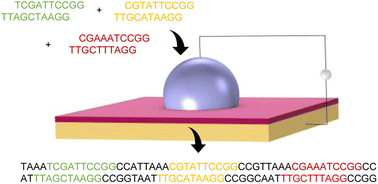 Graphical abstract: Automated routing of droplets for DNA storage on a digital microfluidics platform