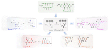 Graphical abstract: A deep learning model for type II polyketide natural product prediction without sequence alignment