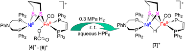 Graphical abstract: Functionalized nickel(ii)–iron(ii) dithiolates as biomimetic models of [NiFe]-H2ases