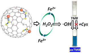 Graphical abstract: Peroxidase-like activity of hollow sphere-like FeS2/SC boosted by synergistic action of defects and S–C bonding