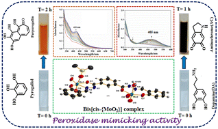 Graphical abstract: New bis[cis-{MoO2}] complexes with dihydrazone ligands: synthesis, characterization, theoretical investigation and their peroxidase mimicking activity