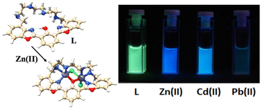 Graphical abstract: A novel 2,6-bis(benzoxazolyl)phenol macrocyclic chemosensor with enhanced fluorophore properties by photoinduced intramolecular proton transfer