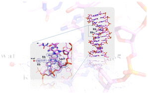 Graphical abstract: Dirhodium tetraacetate binding to a B-DNA double helical dodecamer probed by X-ray crystallography and mass spectrometry