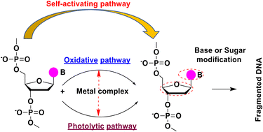 Graphical abstract: Transition metal complexes as self-activating chemical nucleases: proficient DNA cleavage without any exogenous redox agents