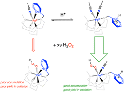 Graphical abstract: Catalytic oxidation properties of an acid-resistant cross-bridged cyclen Fe(ii) complex. Influence of the rigid donor backbone and protonation on the reactivity