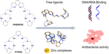 Graphical abstract: Impact of the zinc complexation of polytopic polyaza ligands on the interaction with double and single stranded DNA/RNA and antimicrobial activity