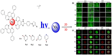 Graphical abstract: Synthesis and evaluation of four novel nitrogen-heterocyclic ruthenium polypyridyl complexes as photosensitizers for one and two-photon photodynamic therapy