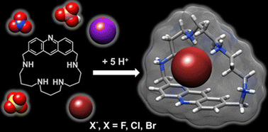 Graphical abstract: Inorganic anion recognition in aqueous solution by coupling nearby highly hydrophilic and hydrophobic moieties in a macrocyclic receptor