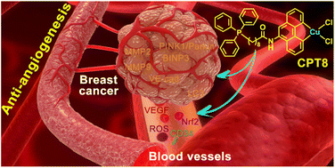 Graphical abstract: A copper complex that combats triple negative breast cancer by restraining angiogenesis
