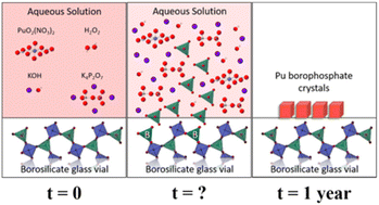 Graphical abstract: The crystal chemistry of plutonium(iv) borophosphate