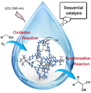 Graphical abstract: A Pd4L2 cage containing Brønsted-base active sites for the one-pot photooxidation/Knoevenagel condensation reaction