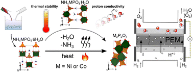 Graphical abstract: Thermally processed Ni-and Co-struvites as functional materials for proton conductivity