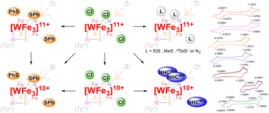 Graphical abstract: Cubane-type tungsten–iron–sulfur clusters with a nitrogen atom in the core: terminal ligand substitutions and redox behaviors