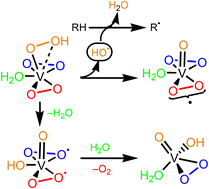 Graphical abstract: Why a simple vanadate is inefficient as a catalyst in the oxidation of alkanes with H2O2 – the long-standing puzzle is solved