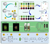 Graphical abstract: A supramolecular fluorescence array sensor for toxic heavy metal ion detection in environmental water and rice seedling extracts