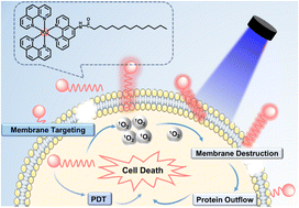 Graphical abstract: Cellular membrane-targeting ruthenium complexes as efficient photosensitizers for broad-spectrum antibacterial activity