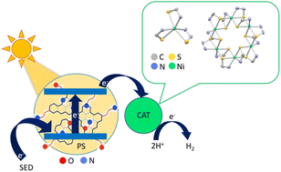 Graphical abstract: Light-induced hydrogen production from water using nickel(ii) catalysts and N-doped carbon-dot photosensitizers: catalytic efficiency enhancement by increase of catalyst nuclearity