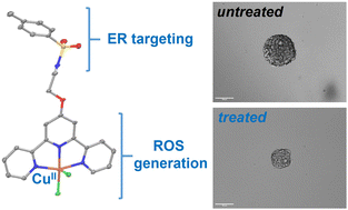 Graphical abstract: Cancer stem cell activity of copper(ii)-terpyridine complexes with aryl sulfonamide groups