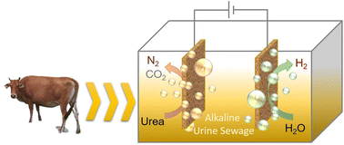 Graphical abstract: Amorphous vanadium-doped cobalt oxyborate as an efficient electrocatalyst for urea-assisted H2 production from urine sewage