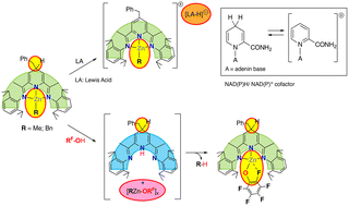 Graphical abstract: Ligand and metal-centred reactivity in 2,6-bis(imino)-1,4-dihydropyridinate Zn(ii) alkyls: the dual behaviour of an intriguing type of complex