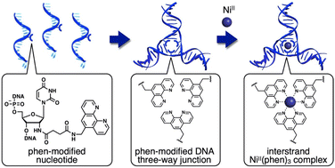 Graphical abstract: Phenanthroline-modified DNA three-way junction structures stabilized by interstrand 3 : 1 metal complexation