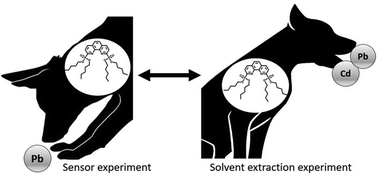 Graphical abstract: Sensing and extraction of hazardous metals by di-phosphonates of heterocycles: a combined experimental and theoretical study