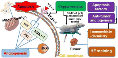 Graphical abstract: A novel chiral oxazoline copper(ii)-based complex inhibits ovarian cancer growth in vitro and in vivo by regulating VEGF/VEGFR2 downstream signaling pathways and apoptosis factors