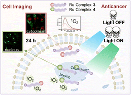 Graphical abstract: Ruthenium(ii) polypyridyl complexes with visible light-enhanced anticancer activity and multimodal cell imaging