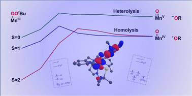 Graphical abstract: Electronic structure contributions to O–O bond cleavage reactions for MnIII-alkylperoxo complexes