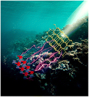 Graphical abstract: MOF-derived CdS/CoO S-type heterojunctions for improving the efficiency of photocatalytic evolution