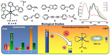 Graphical abstract: A new family of luminescent [Pt(pbt)2(C6F5)L]n+ (n = 1, 0) complexes: synthesis, optical and cytotoxic studies