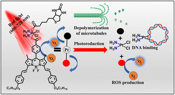 Graphical abstract: Biotin and boron-dipyrromethene-tagged platinum(iv) prodrug for cellular imaging and mito-targeted photocytotoxicity in red light