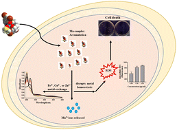 Graphical abstract: Harnessing the dual antimicrobial mode of action with a lipophilic Mn(ii) complex using the principle of the Irving–Williams Series to completely eradicate Staphylococcus aurous