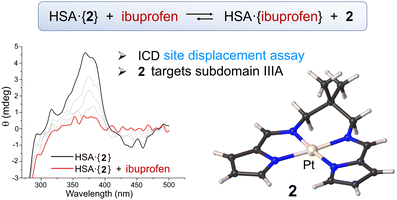 Graphical abstract: Spectroscopic and computational study of the interaction of Pt(ii) pyrrole-imine chelates with human serum albumin