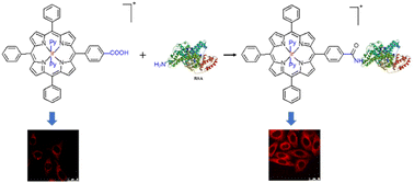 Graphical abstract: Luminescent iridium(iii) porphyrin complexes as near-infrared-emissive biological probes