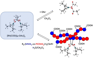 Graphical abstract: Acetate ion addition to and exchange in (1,5-cyclooctadiene)rhodium(i) acetate: relevance for the coagulation of carboxylic acid-functionalized shells of core-crosslinked micelle latexes